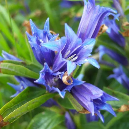 Kro Skalicky Pec pod Sněžkou